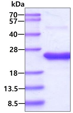 3ug by SDS-PAGE under reducing condition and visualized by coomassie blue stain.